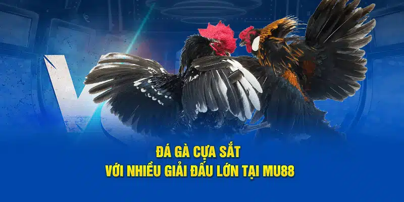 Đá gà cựa sắt với nhiều giải đấu lớn tại MU88