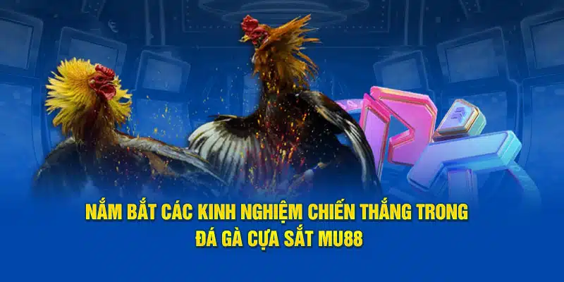 Nắm bắt các kinh nghiệm chiến thắng trong đá gà cựa sắt MU88