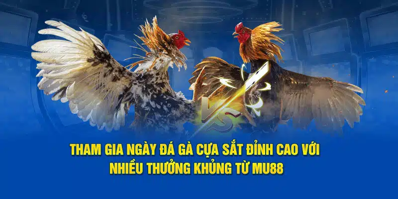 Tham gia ngày đá gà cựa sắt đỉnh cao với nhiều thưởng khủng từ MU88